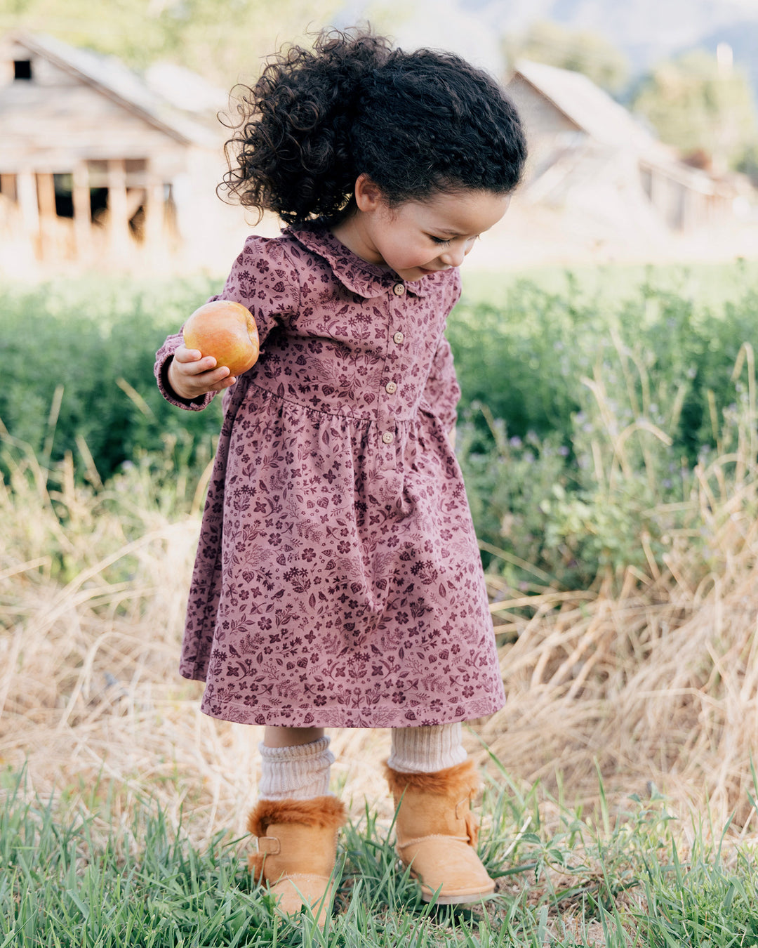 Frill Collar Dress- Plum Birds